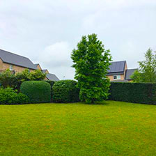 Plantation gros sujets - Image 02